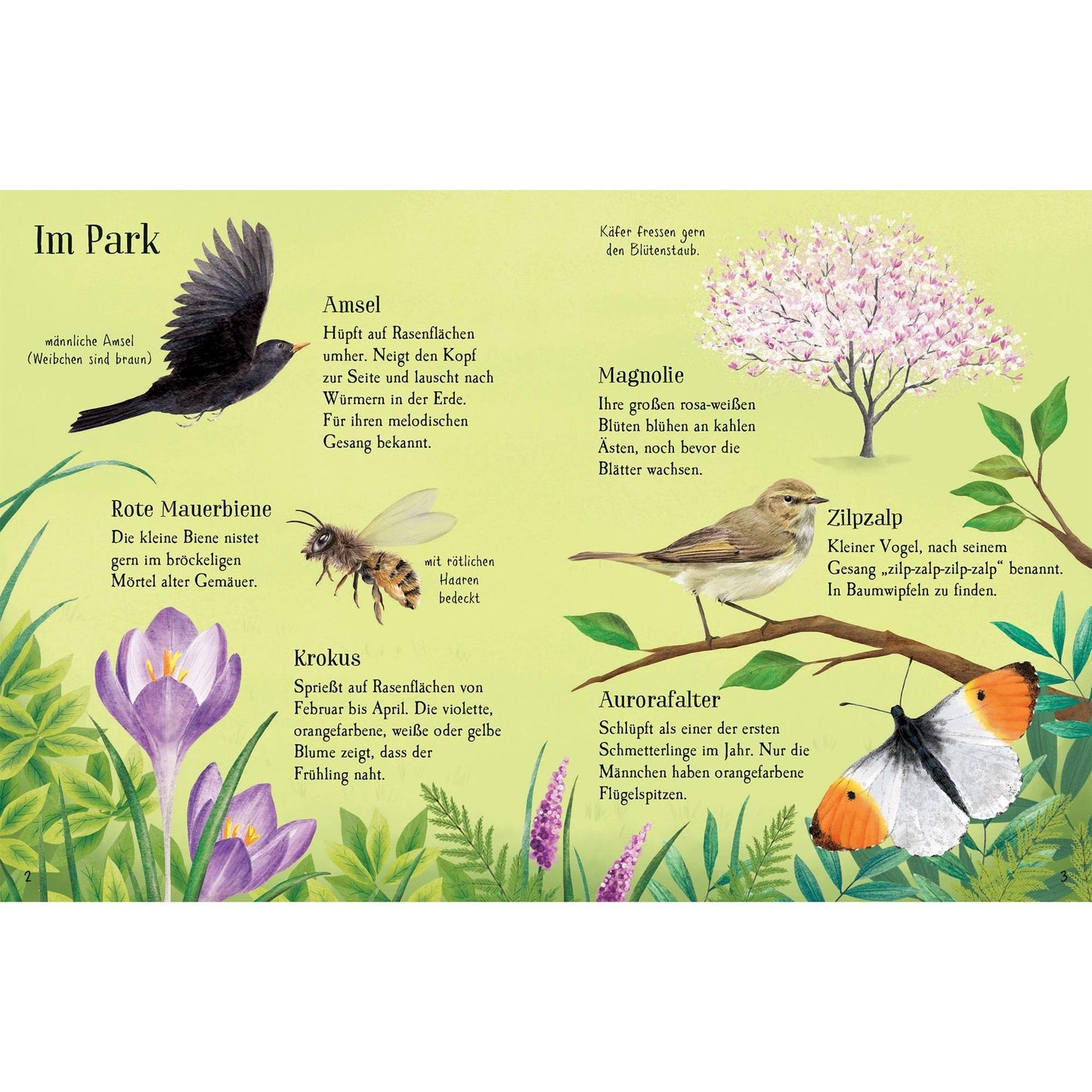 Usborne minis Naturführer - Entdecke den Frühling