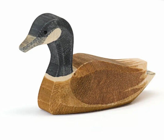Ostheimer Kanadagans schwimmend
