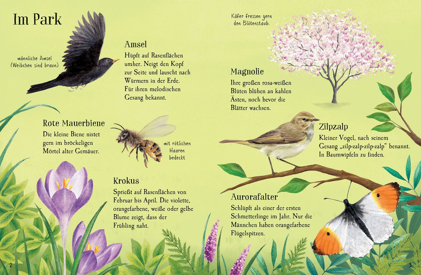 Usborne minis Naturführer - Entdecke den Frühling