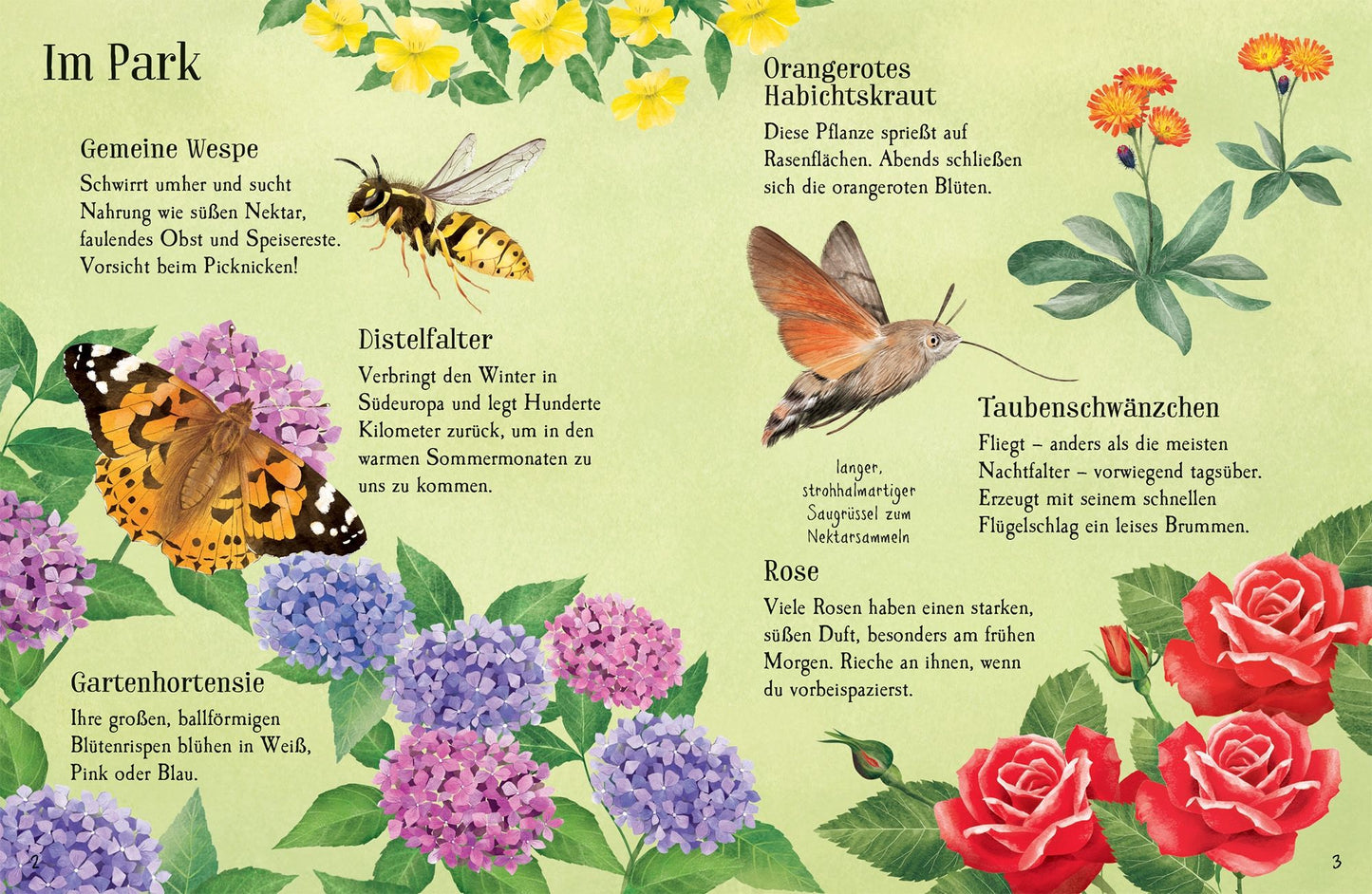 Usborne Minis Naturführer entdecke den Sommer