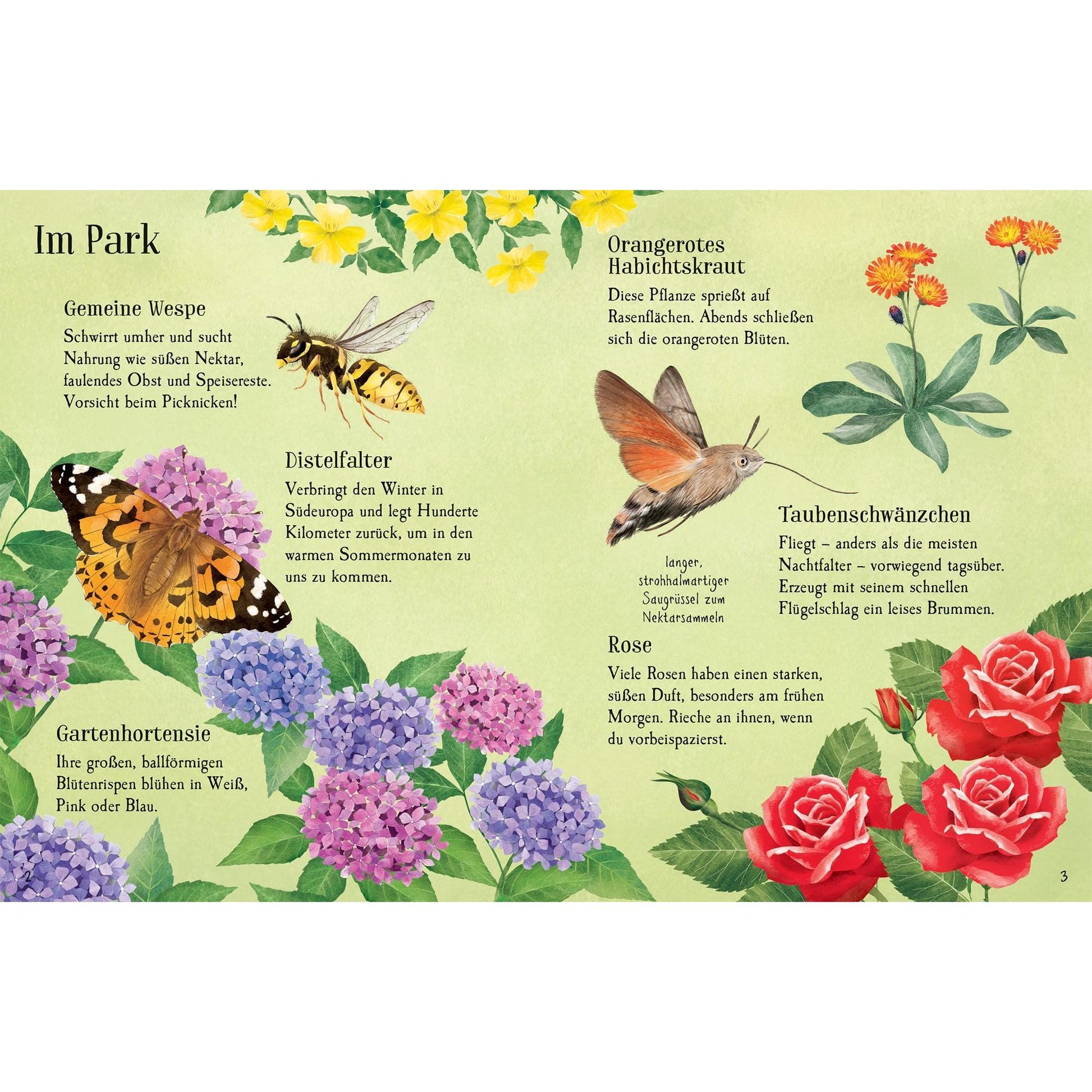 Usborne Minis Naturführer entdecke den Sommer