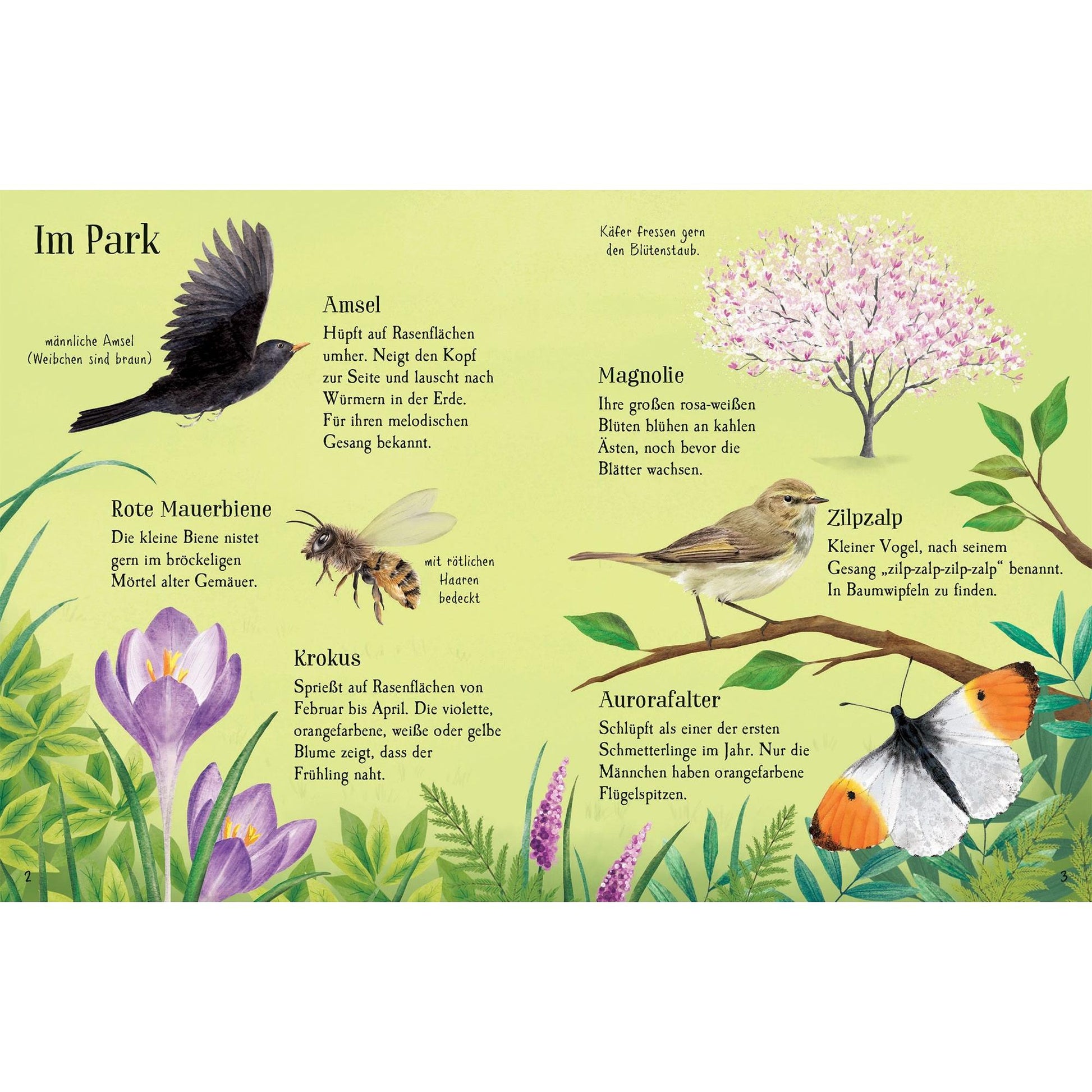Usborne minis Naturführer - Entdecke den Frühling